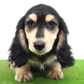 ミニチュアダックスフンド(ロング)【愛媛県・男の子・2022年8月17日・ブラック&イエロー】の写真1