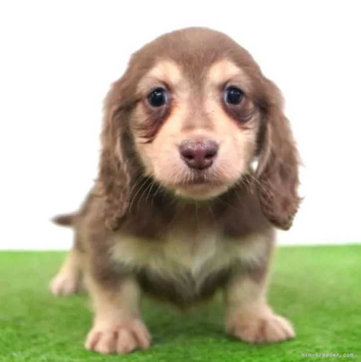 ID：2211-04435の子犬