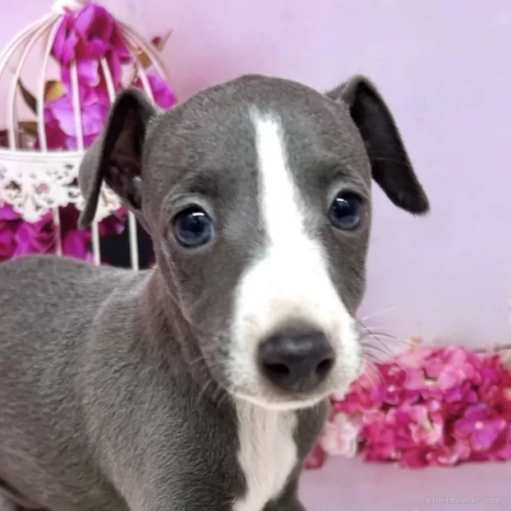 ID：2506-02714の子犬