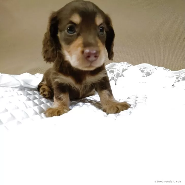 Y.O 様のお迎えした子犬