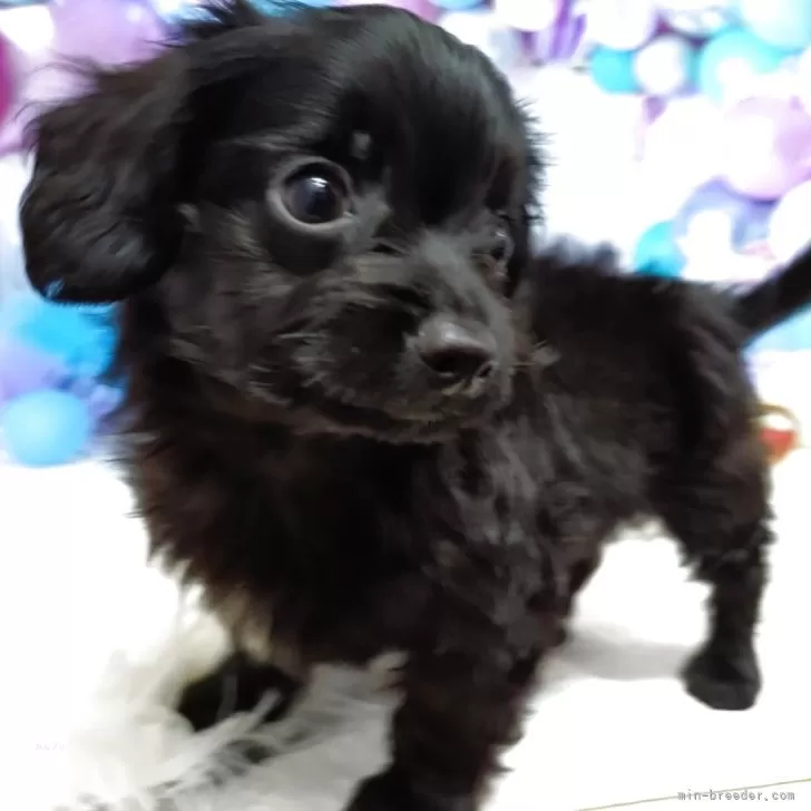 ロク 様のお迎えした子犬