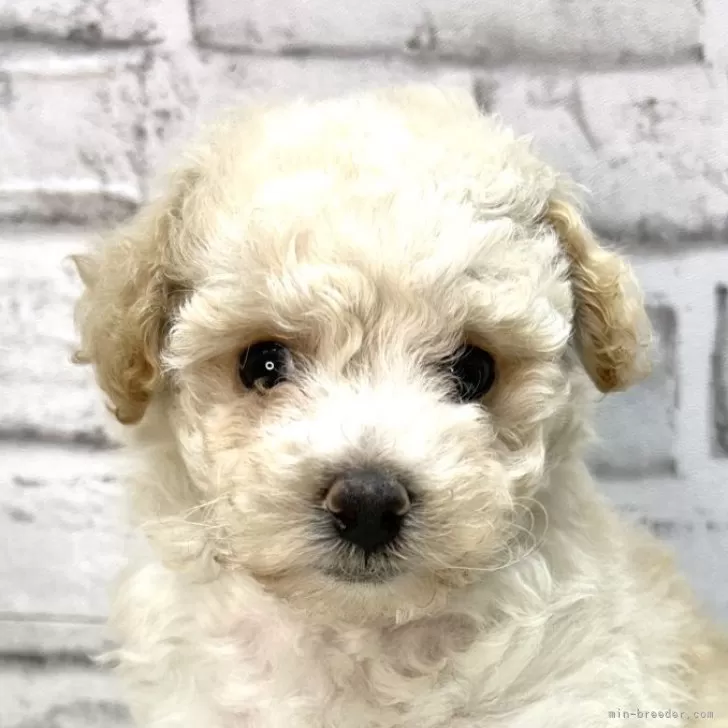 ID：2505-02856の子犬