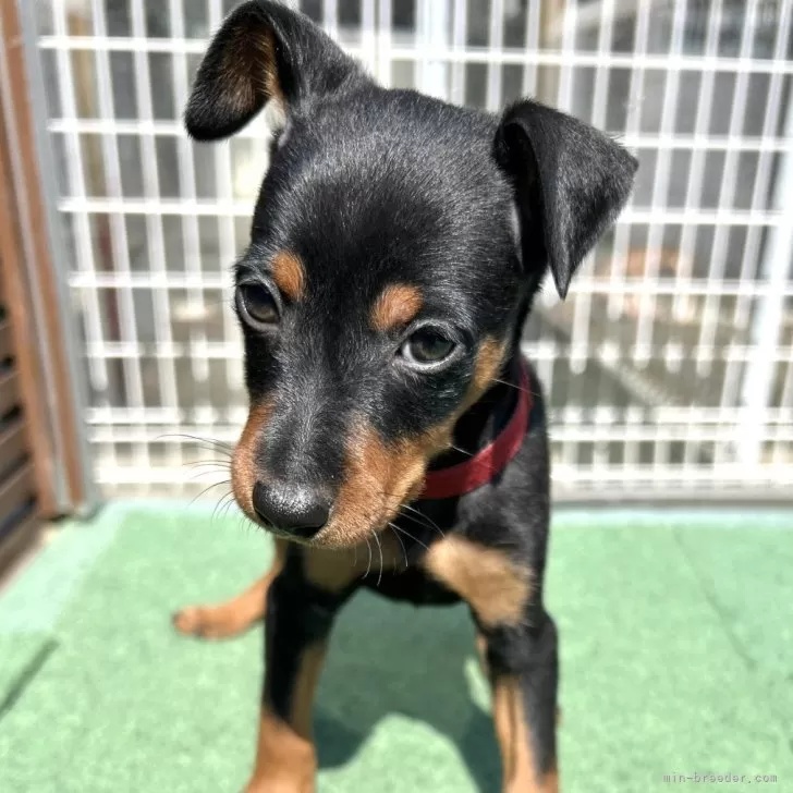 ID：2503-03313の子犬