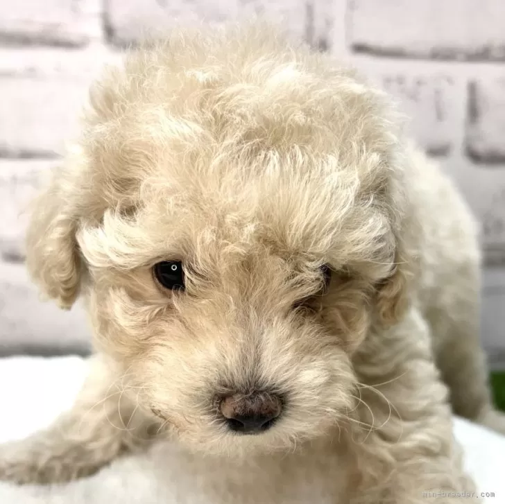 ID:2505-02849の子犬