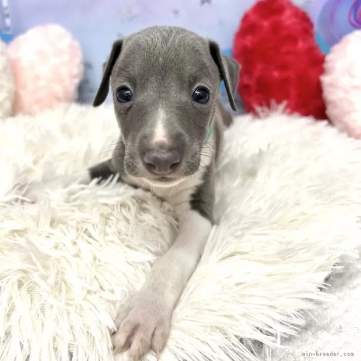 ID:2508-05396の子犬