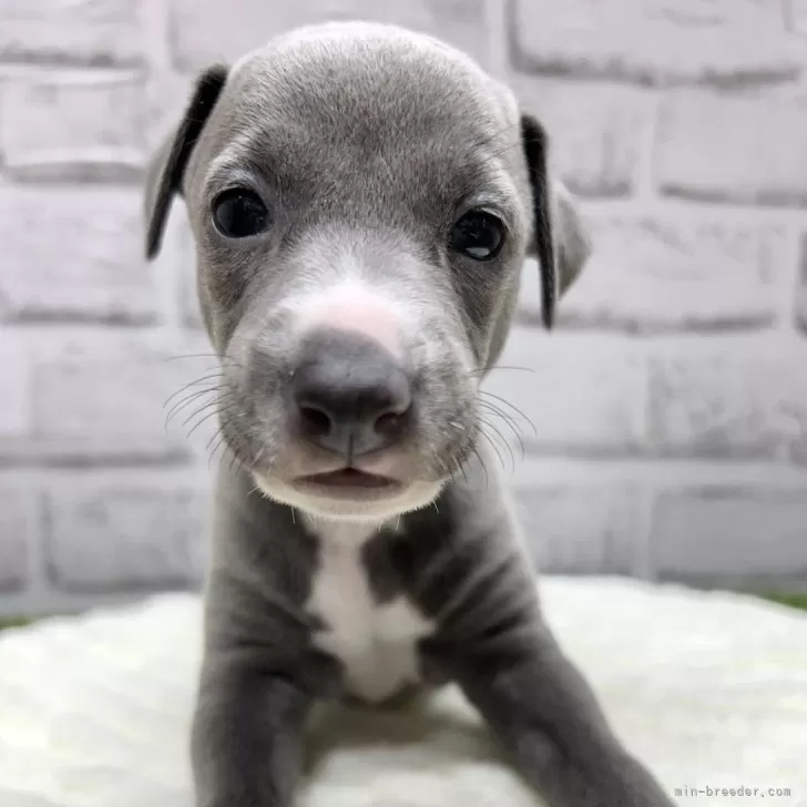 めい 様のお迎えした子犬