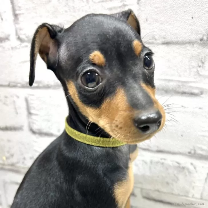 ID：2504-06281の子犬