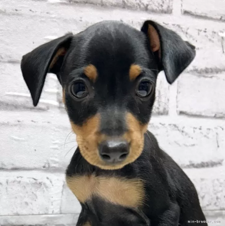 ID：2504-06269の子犬