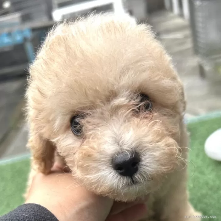 ID:2410-06186の子犬