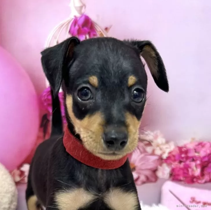 ID：2506-06042の子犬