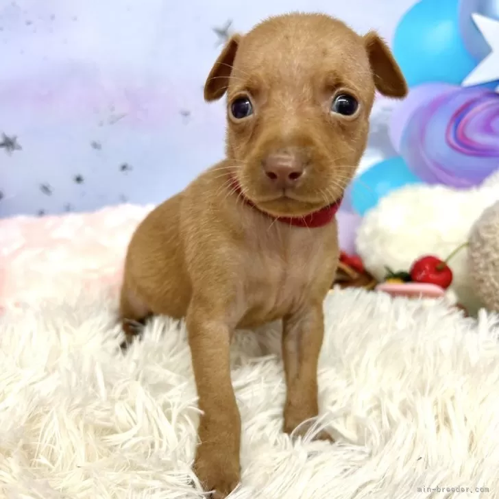 ID:2509-02004の子犬