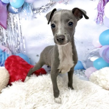 イタリアングレーハウンド【静岡県・男の子・2025年10月16日・ブルー】の写真「お顔の可愛い男の子です❣️」