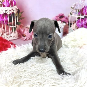 イタリアングレーハウンド【静岡県・女の子・2025年10月15日・ブルー】の写真「体型がしっかりしている女の子です❣️」