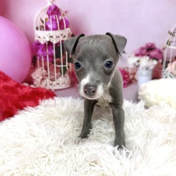 イタリアングレーハウンド【静岡県・女の子・2025年10月16日・ブルー】の写真「ヘルニアがありますが健康には問題ありません。」