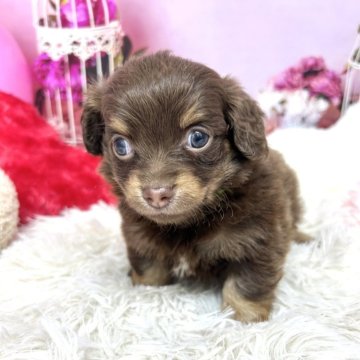 チワックス(チワワ×ダックスフンド)【静岡県・女の子・2025年9月27日・チョコクリーム】の写真「大人しくて可愛い女の子です❣️」