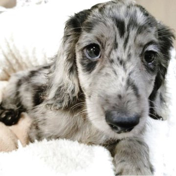 ミニチュアダックスフンド(ロング)【静岡県・男の子・2025年8月2日・シルバーダップル🌟】の写真「レアカラー🌟きれいなシルバーダップル男の子です」