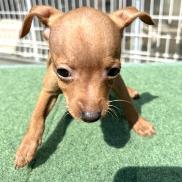 ミニチュアピンシャー【静岡県・男の子・2025年1月29日・レッド】の写真「可愛いお顔の男の子です❣️」