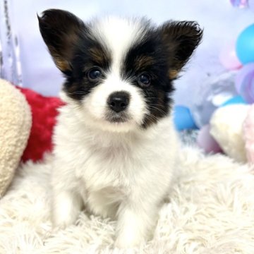 パピヨン【静岡県・男の子・2025年9月6日・トライカラー】の写真「好奇心旺盛な男の子です❣️」