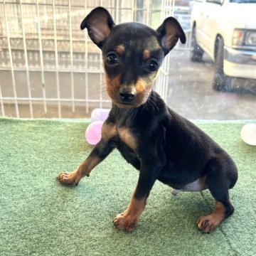ミニチュアピンシャー【静岡県・男の子・2024年10月21日・ブラック&タン】の写真「可愛いお顔の男の子です❣️」