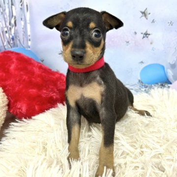ミニチュアピンシャー【静岡県・男の子・2025年10月16日・ブラック&タン】の写真「懐っこく陽気な男の子です❣️」