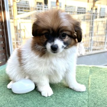 パピヨン【静岡県・女の子・2024年10月26日・ホワイト&ブラウン】の写真「個性的なお顔の女の子です❣️」