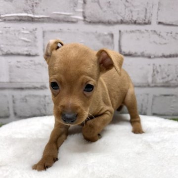 ミニチュアピンシャー【静岡県・男の子・2025年1月12日・レッド】の写真「懐っこく陽気な男の子です❤️」