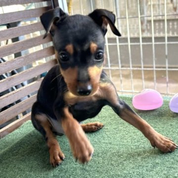 ミニチュアピンシャー【静岡県・男の子・2024年10月21日・ブラック&タン】の写真「可愛いお顔の男の子です❣️」