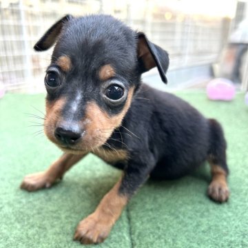 ミニチュアピンシャー【静岡県・男の子・2024年11月9日・ブラック&タン】の写真「小柄で可愛い男の子です❣️」