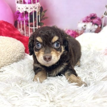 チワックス(チワワ×ダックスフンド)【静岡県・女の子・2025年9月27日・チョコクリーム】の写真「人懐っこく可愛い女の子です❣️」