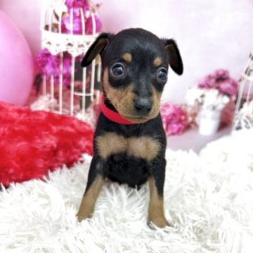 ミニチュアピンシャー【静岡県・女の子・2025年10月17日・ブラック&タン】の写真「大人しくて可愛い女の子です❣️」