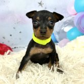 ミニチュアピンシャー