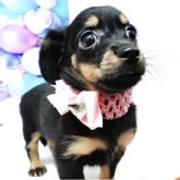 チワックス(チワワ×ダックスフンド)