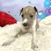 イタリアングレーハウンド