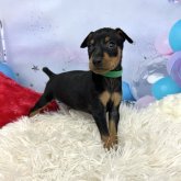 ミニチュアピンシャー