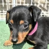 ミニチュアピンシャー【静岡県・女の子・2025年2月1日・ブラック&タン】の写真1「2025/03/23撮影」