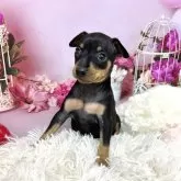 ミニチュアピンシャー【静岡県・女の子・2025年10月16日・ブラック&タン】の写真1「2025/11/24撮影」