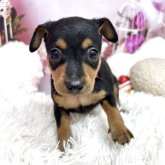 ミニチュアピンシャー