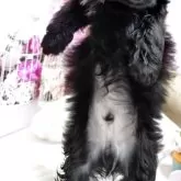 チワプー(チワワ×トイプードル)【静岡県・男の子・2025年5月22日・ブラック🩵】の写真3「デベソ・ヘルニアありません！お腹キレイです」