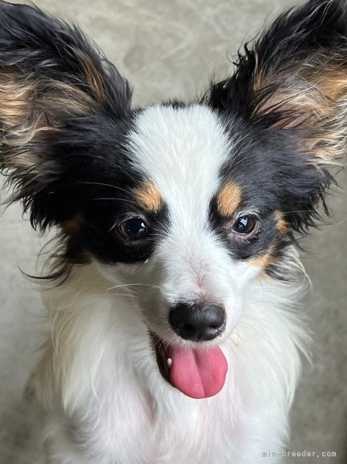 パピヨン【・女の子・2022年9月22日・ホワイト&ブラウン】「のんびり屋さん🥰」