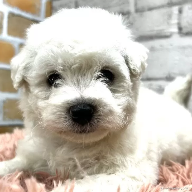 ID:2405-04818の子犬