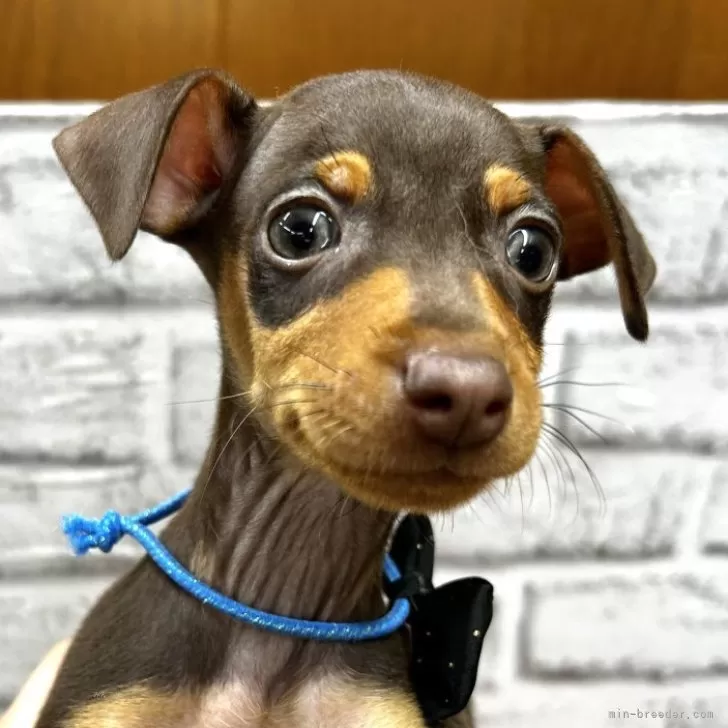 A.M 様のお迎えした子犬