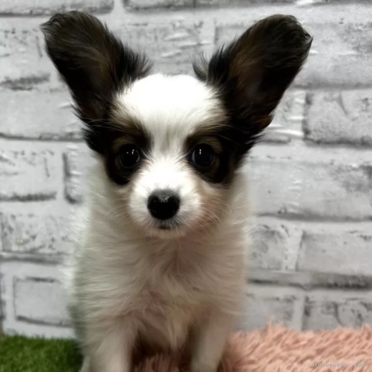 ベル 様のお迎えした子犬