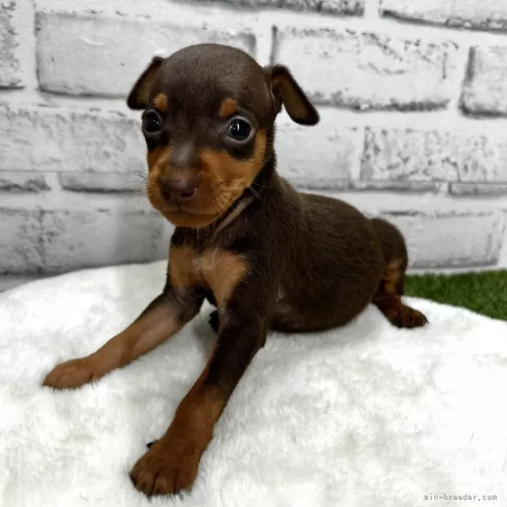 ID：2409-01378の子犬
