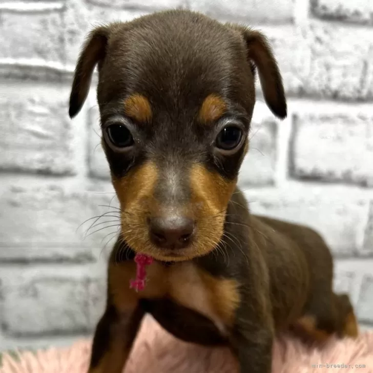 ID:2408-01360の子犬