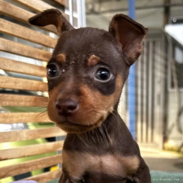 ID:2408-05423の子犬