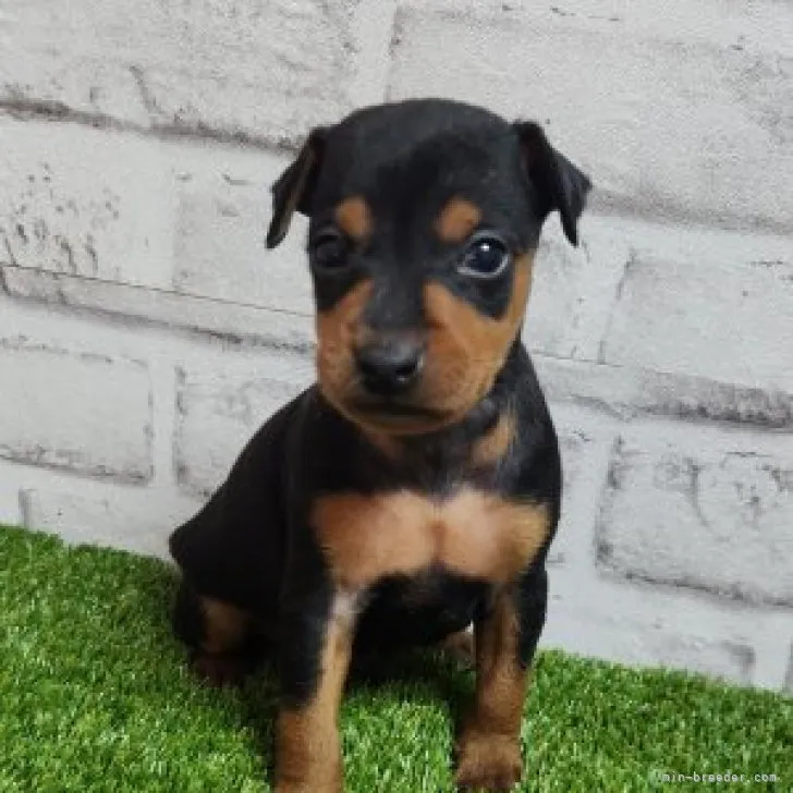 ID：2310-03569の子犬