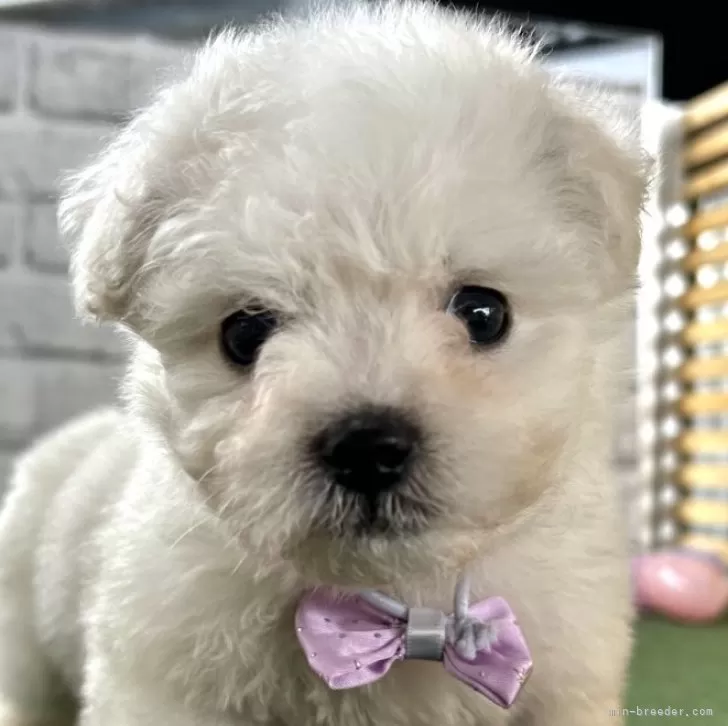 ID:2404-01037の子犬