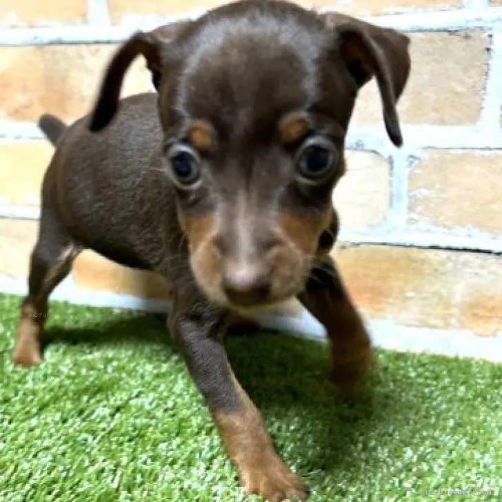 ID：2311-03432の子犬