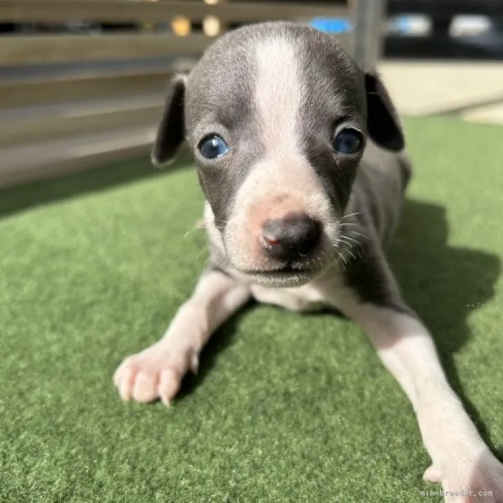 ID：2311-00058の子犬
