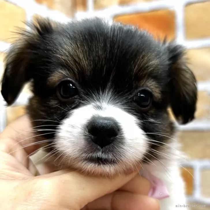 ID：2404-02568の子犬